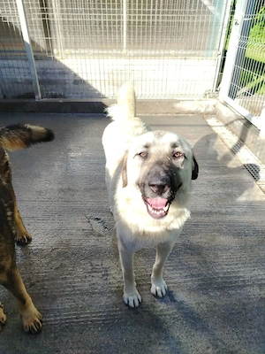 Kangal Mischlingshündin Gina sucht ihr Zuhause