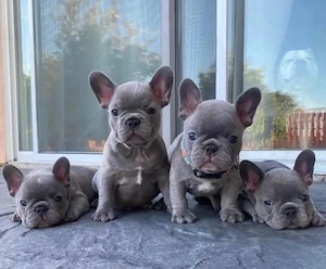 Super Französische Bulldogge Welpen