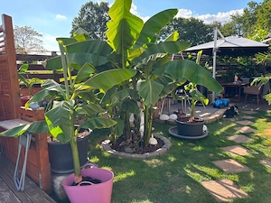 Palmenblätter von Bananenpalmen