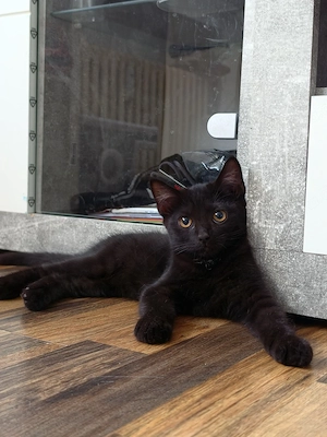    Drei wunderschöne Mini-Panther suchen ihr liebevolles Zuhause!   