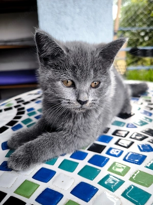 Britisch Kurzhaar Kitten 