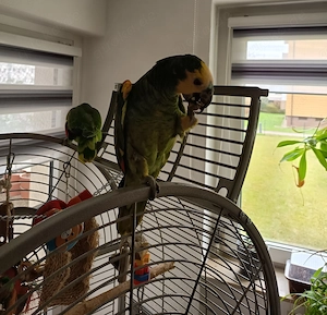 2 Blaustirnamazonen Pärchen sprechend abzugeben (ca. 2 Jahre alt) inklusive großem Montana-Käfig Bild 6