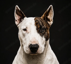 Suche kernigen Miniatur Bullterrier 