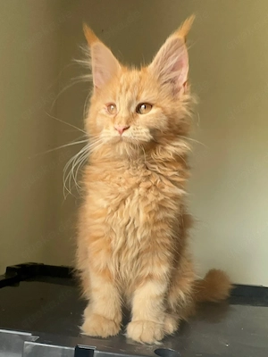 Entzückende Maine-Coon-Kätzchen (männlich und weiblich) suchen ein Zuhause