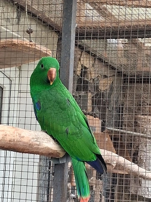 Edelpapagei 