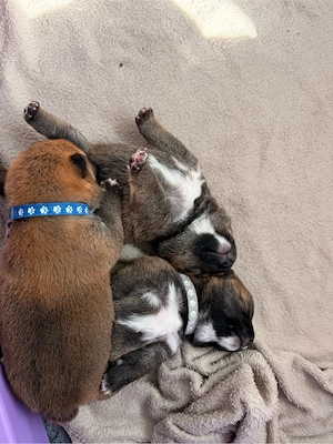 3 Shiba Inu Welpen aus liebevoller Familienaufzucht   Abgabe ab 12 Wochen