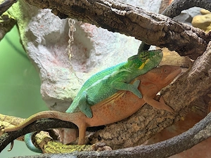 Pantherchamäleon "Furcifer paradalis"