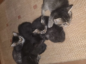BHK Babykatze
