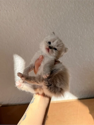 BLH x Perser kitten 
