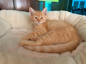 Ragdoll-Maine-Coon-Mix-Kater sucht liebevolles Für-immer-Zuhause