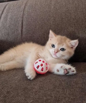     Britisch Kurzhaar Katze sucht liebevolles Zuhause