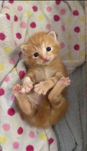 Wunderschöner kleiner Kater sucht ab der 12. Woche sein Zuhause