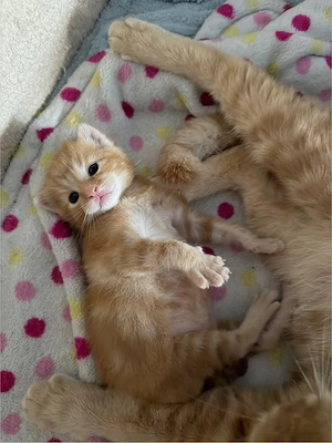 Wunderschöner kleiner Kater sucht ab der 12. Woche sein Zuhause Bild 2
