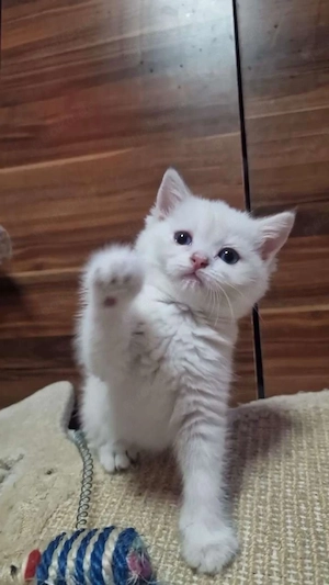     Britisch Kurzhaar Katze sucht liebevolles Zuhause