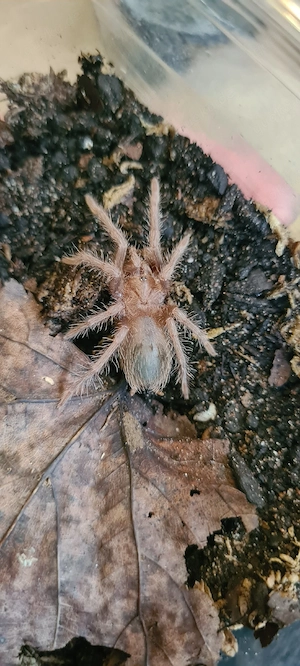Lasiodora parahybana