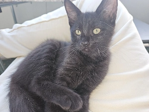 Kitten Ragdoll  EKH Mix 