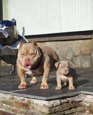  American Bully Welpen suchen ihr Für-immer-Zuhause Bild 3