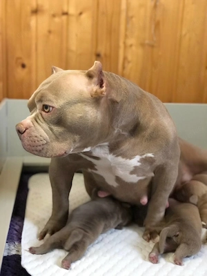  American Bully Welpen suchen ihr Für-immer-Zuhause Bild 4