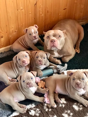  American Bully Welpen suchen ihr Für-immer-Zuhause Bild 2