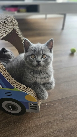 Zuckersüße Britisch Kurzhaar Kitten  Bild 3