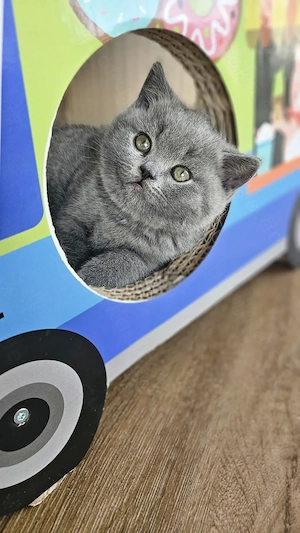 Zuckersüße Britisch Kurzhaar Kitten 