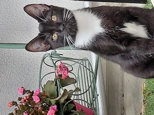 Nele sucht dringend ein Zuhause 