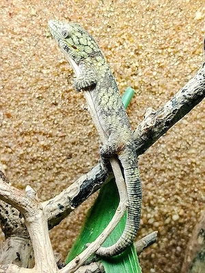 Abgabe Eurydactylodes agricolae  