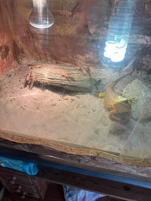 Bartagame mit Zubehör (3J.a. weiblich)