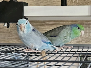 Sperlingspapageien, Vögel inkl. Vogelkäfig und Zubehör