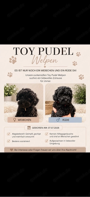 Toy Pudel welpen