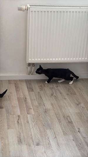 Kitten in Liebevolle Hände abzugeben