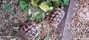 Griechische Landschildkröten 
