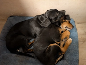 Süße Schäferhund Mix welpen suchen genau dich   