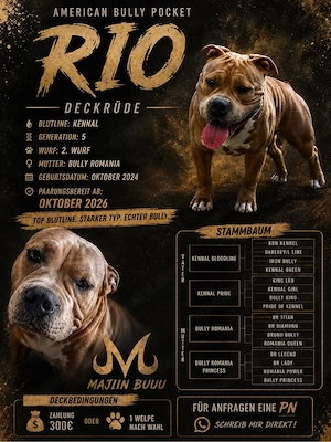 American Bully Poket Deck Rüde