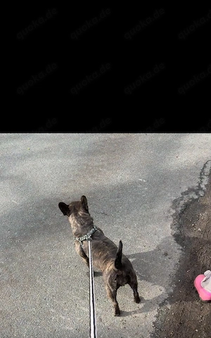 franz Bulldogge Hündin 