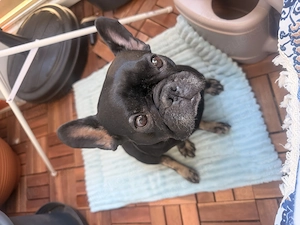 2. Hund gesucht für unsere kleine Familie