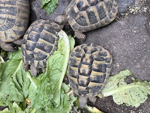 Griechische Landschildkröten Testudo hermanni Nachzucht aus 2018
