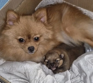 1 Wunderschöner Pomchi Welpe