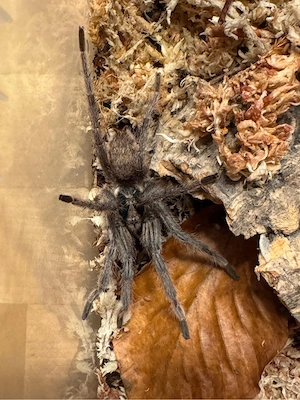 1.0 Neoholothele incei