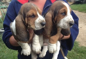 Bezaubernde Basset-Hound-Welpen
