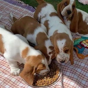 Bezaubernde Basset-Hound-Welpen