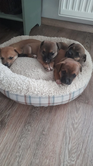 Unsere Welpen suchen ein neues Zuhause