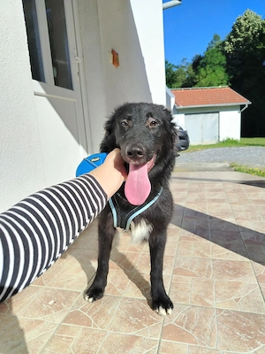 Lebensfrohe Sunny sucht ihr Körbchen Bild 4