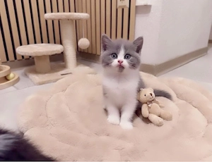Zucker süsse Reinrassige Bkh Kitten