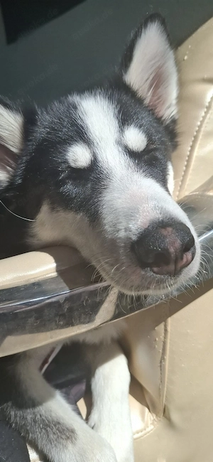 husky sky sucht neues liebes volles zuahause 