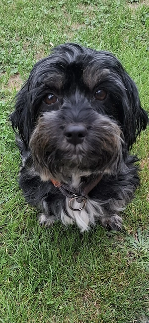 Zuckersüsse Maltipoo Welpen  Bild 4