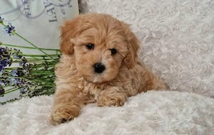 maltipoo welpen