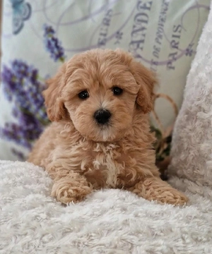 maltipoo welpen