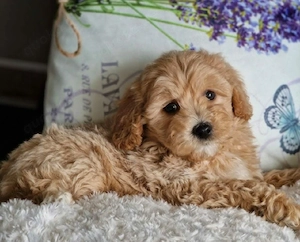 maltipoo welpen