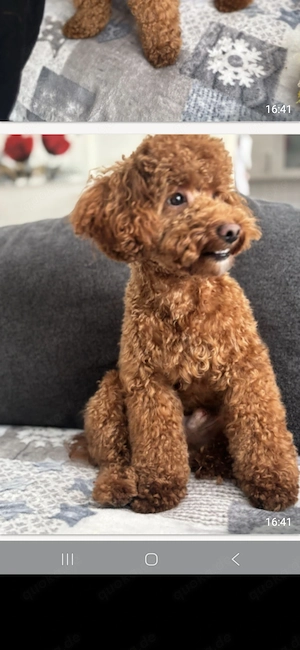 Zuckersüsse Maltipoo Welpen  Bild 6